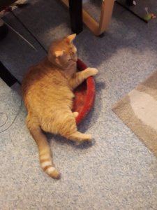 Bettchen.jpg Bettchen.jpg