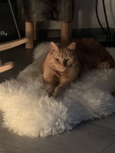 418B4FFA-322F-42EA-9605-0FC0D5A781E6.jpeg 418B4FFA-322F-42EA-9605-0FC0D5A781E6.jpeg