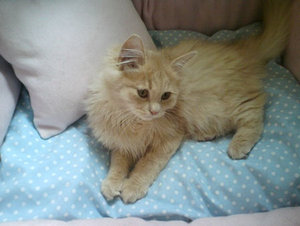 Harley im hellblau Kuschelbett.jpg