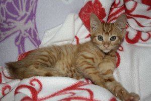 IMG_1332 [800x600].JPG