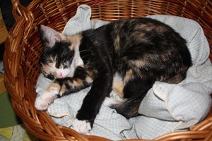 IMG_1333 [800x600].JPG