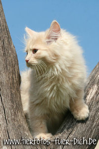 Harley-Patricia 1.jpg