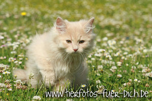 Harley-Patricia 2.jpg