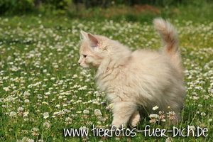 Harley-Patricia 3.jpg