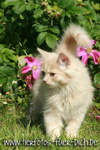 Harley-Patricia 4.jpg