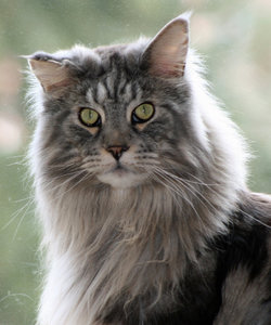 Cajun Ausschnitt.jpg