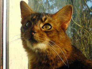 gismo01775 B_bearbeitet-1.jpg