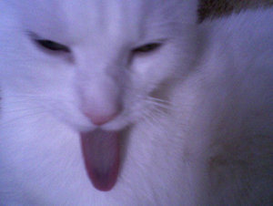 Flocki zeigt Zunge.jpg