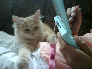 Harley spielt Nitendo DS.jpg