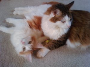 2011-08-08 20.01.11.jpg