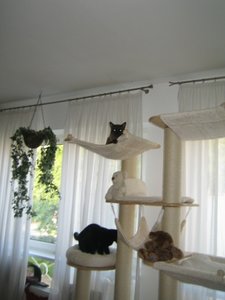 Kratzbaum neu 007.jpg