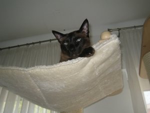 Kratzbaum neu 005.jpg