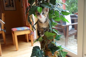 Tiffi Puma Balou.jpg