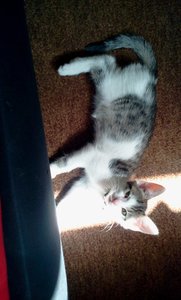 skulley neu (22).jpg