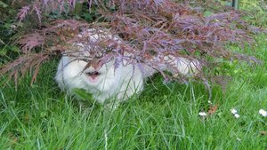 raubtier im unterholz.jpg