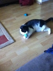 Hardy mit Baldrianmäuschen.JPG