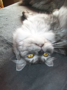 Chico&Azula 15.08.2011 019.jpg