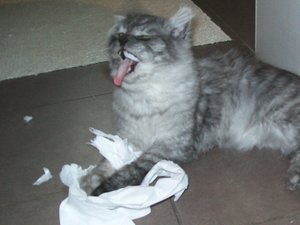 Toilettenpapierparty 016.JPG