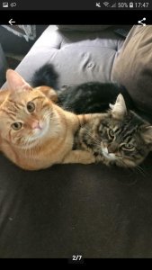 Screenshot_20191216-174752_eBay Kleinanzeigen.jpg