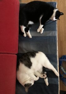 973B34F0-2570-4218-A73D-DADD40C42A7B.jpeg 973B34F0-2570-4218-A73D-DADD40C42A7B.jpeg