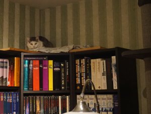 Hier beobachte ich abends die Meschen. Und da steht auch mein neuer Kletterbaum