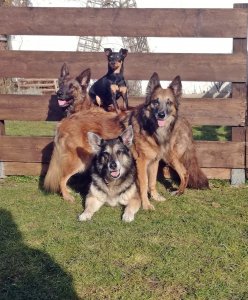 Hunde Ende Feb.21.jpg