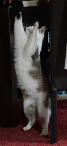 rosa-spielt.JPG rosa-spielt.JPG