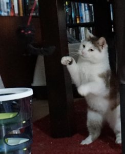 rosa-spielt2.JPG rosa-spielt2.JPG