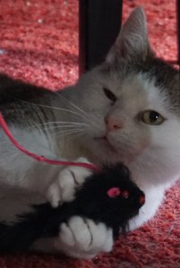 rosa-spielt3.JPG rosa-spielt3.JPG