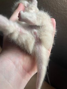 4E2F1F7D-4F61-458D-9ED8-4E1EACCDA304.jpeg 4E2F1F7D-4F61-458D-9ED8-4E1EACCDA304.jpeg