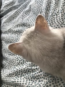 96184262-45C2-498A-9D3E-1212DFE89476.jpeg 96184262-45C2-498A-9D3E-1212DFE89476.jpeg