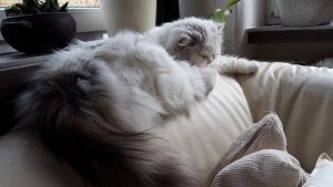 IMG-20210315-WA0020.jpg IMG-20210315-WA0020.jpg