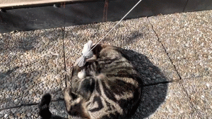 SloMo Katzen-ANIMATION.gif