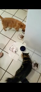 Screenshot_20210616-205853_Video Player.jpg