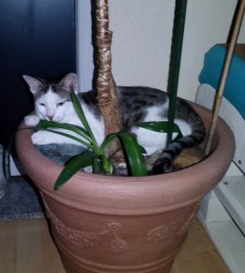 IMG_20210610_223156_280 (2).jpg