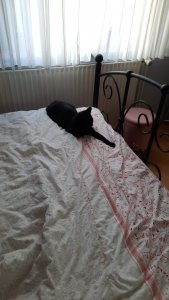 IMG-20210725-WA0004.jpeg IMG-20210725-WA0004.jpeg