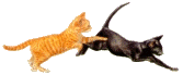 katzen.gif