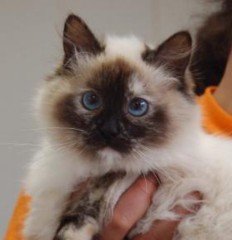 regina_2010 - Hannover.jpg