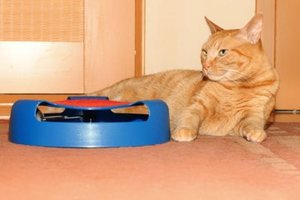 africa_ 2008 Braunschweig.jpg