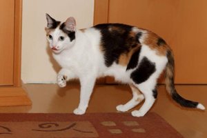 trika_2009 Braunschweig.jpg