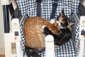 IMG_1410 [800x600].JPG