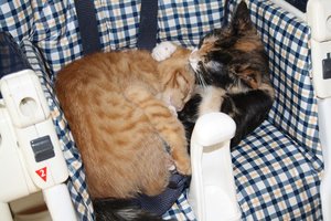 IMG_1411 [800x600].JPG