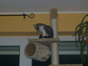 Snorri und Pepper's Umzug 030.jpg