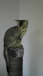 rumo kratzsäule.jpg