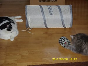 Gismo und die Leckerlies.jpg