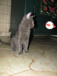 katerchen mit Stichelhaaren.jpg