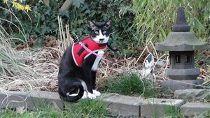 yodi an der laterne.jpg