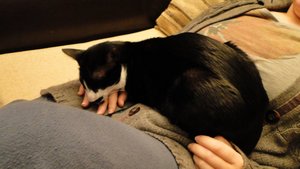 heilen auf bauchi.jpg