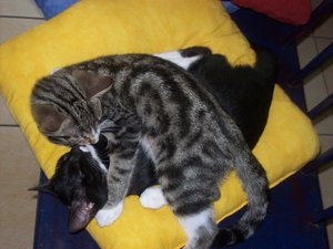 Finda und Luna 098.jpg