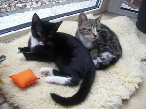 Finda und Luna 064.jpg